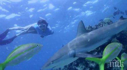 нина добрев спасява акули