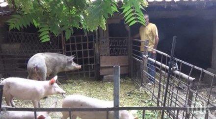 борят чумата свинете селото пената