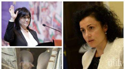 тежък удар министър танева обясни прави чест нинова бсп опитва спечели избиратели спекулира чумата прасетата