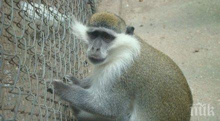 уникално маймуна павликени кукурига петел кметът лично оженил мончо монтирали парно зоокъта