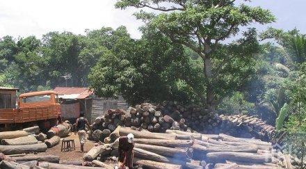 експерти оон призоваха човечеството спре изсичането горите