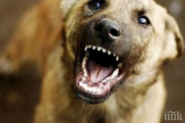 Куче нахапа 5-годишно дете в Сандански