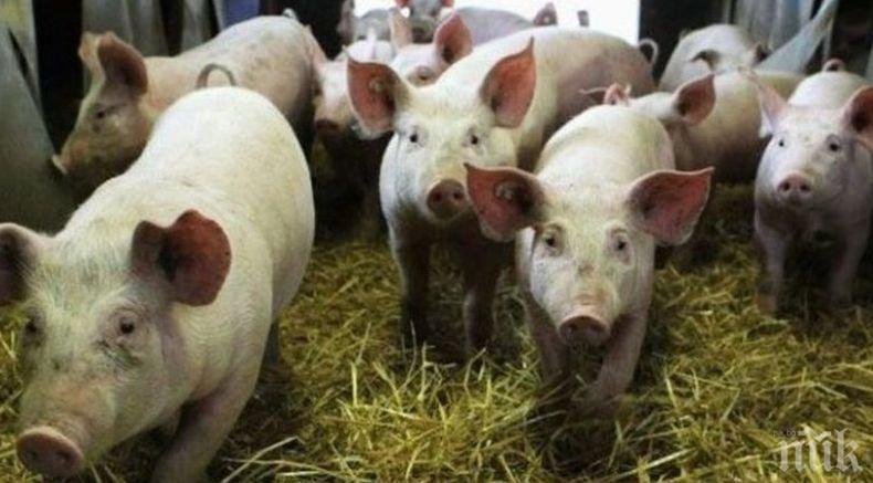 В село във Видинско скочиха на бунт заради мерките заради африканската чума