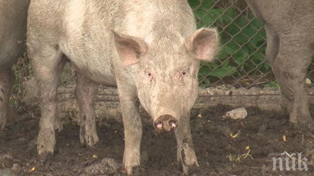 СТРАШНА ЗАРАЗА: Започва избиването на прасета в Свищовско