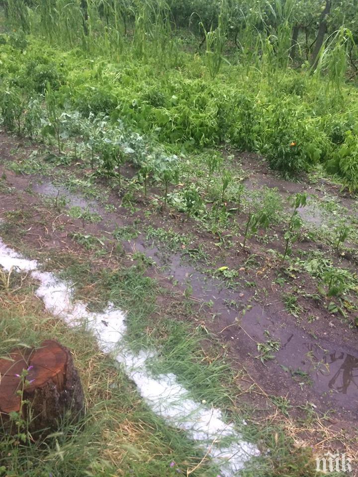 Градушката смля на салата зеленчуците на две села до Враца