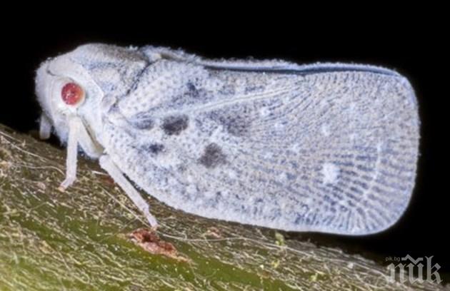 НАПАСТ: Най-шумната муха ни яде пипера със 120 децибела