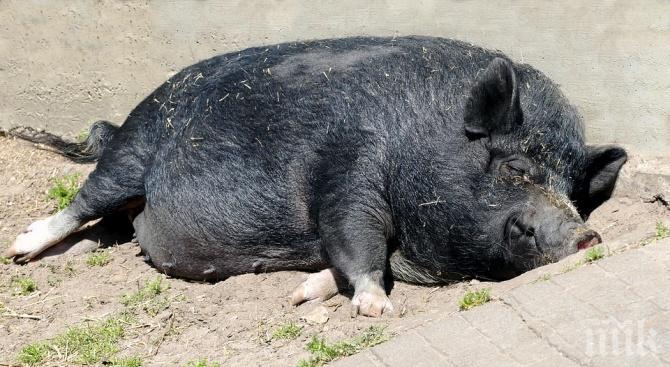 КРИЗА: Чумата по свинете стигна до Самоков