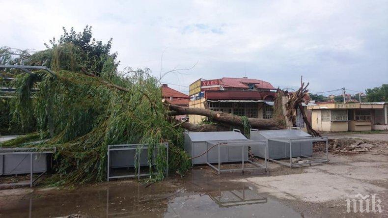 ПЪРВО В ПИК: Ужасяващ инцидент в Нови Искър - огромно дърво падна върху сергии, по чудо няма пострадали (СНИМКИ)