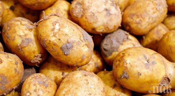 СЕЛСКА ДРАМА: Спипаха пенсионер да си вади картофите с трактор без регистрация, преспа в ареста