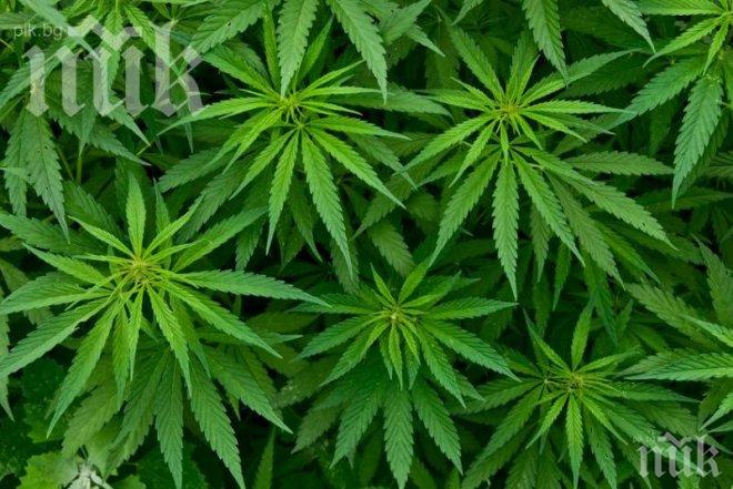 Четирима души в болница, яли домашен сладкиш с канабис