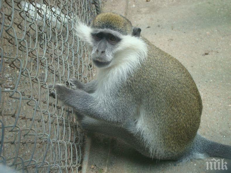 УНИКАЛНО: Маймуна от Павликени кукурига като петел - кметът лично оженил Мончо, монтирали му и парно в зоокъта 