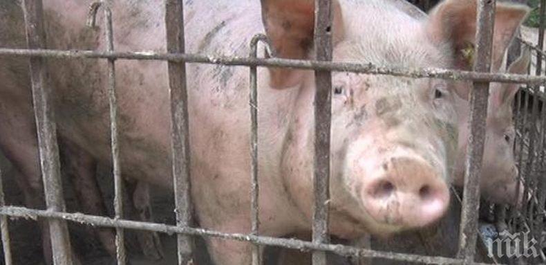 Жители на софийско село излизат на протест срещу унищожаването на прасета