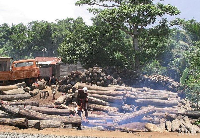 Експерти на ООН призоваха: Човечеството трябва да спре изсичането на горите