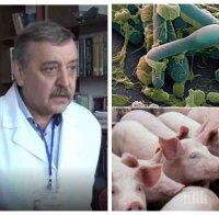 САМО В ПИК TV! Проф. Тодор Кантарджиев с горещ коментар за чумата по прасетата - опасна ли е за хората и как да обработим месото, за да е безвредно 