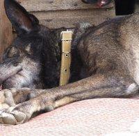 Крадци отровиха 3 кучета, за да оберат жилище