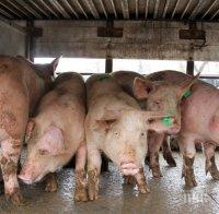 В три области удължават бедственото положение заради чумата по свинете
