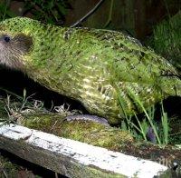 Учени откриха останки от огромен папагал, обитавал Нова Зеландия