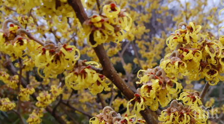 учени шокиращо откритие семената растението окосмен хамамелис летят куршуми