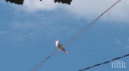 бяла лястовичка появи карловско