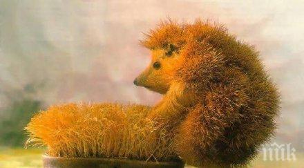 жителите аугсбург втрещени секса таралежи