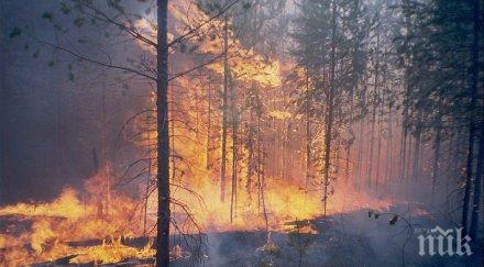 власти еколози спорят размера пожарите сибир