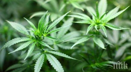 жители сопот засадиха нива канабис полицията арестува