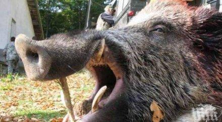 заради чумата 150 лева премия всеки ловец открил труп дива свиня
