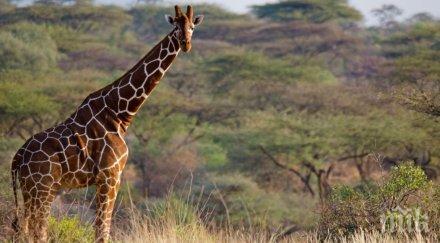 култово изпълнение пиян казахстанец язди жираф зоопарк после офейка