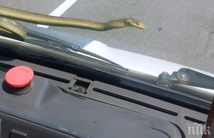 Змия хвърли в паника пловдивчанка, след като се качи в колата й