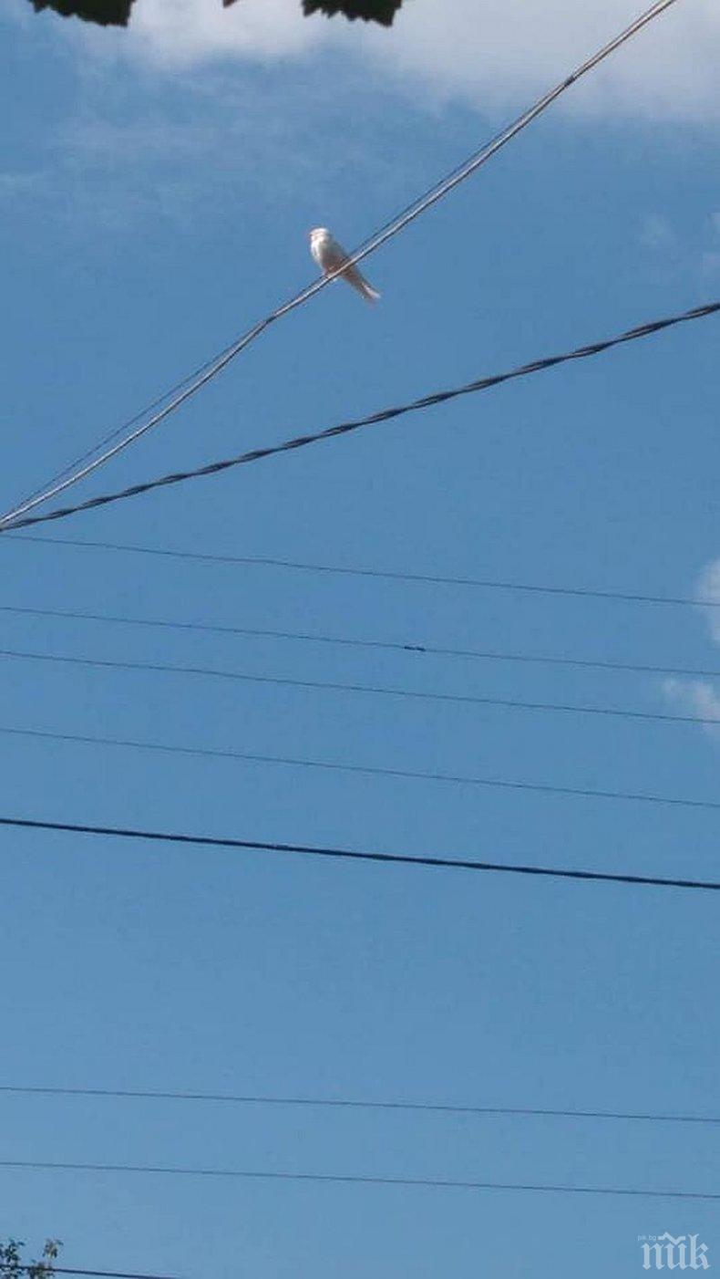 Бяла лястовичка се появи в Карловско