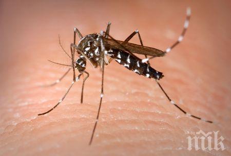 Коя е любимата кръвна група на комарите