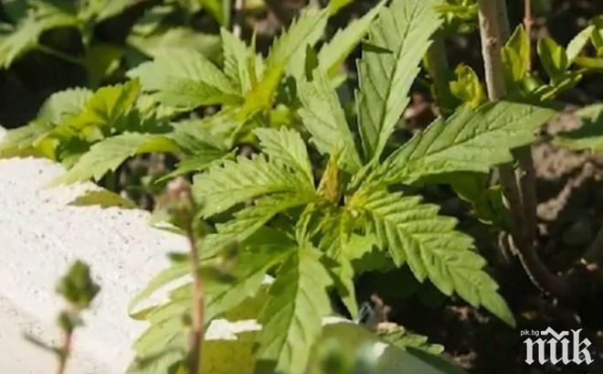 10 кила зелен канабис открит в барака в Гърмен 