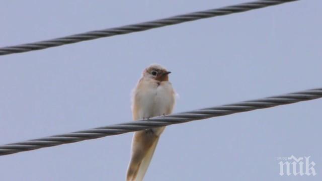 Бяла лястовица кацна в Столетово (СНИМКА)