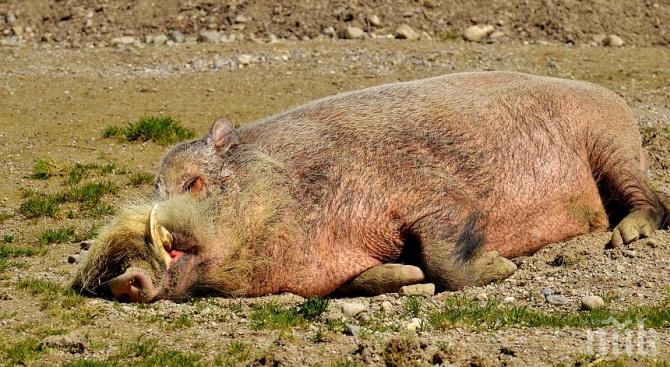 Намериха край Видин мъртво диво прасе, заразено от африканска чума 