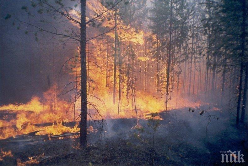 Власти и еколози спорят за размера на пожарите в Сибир