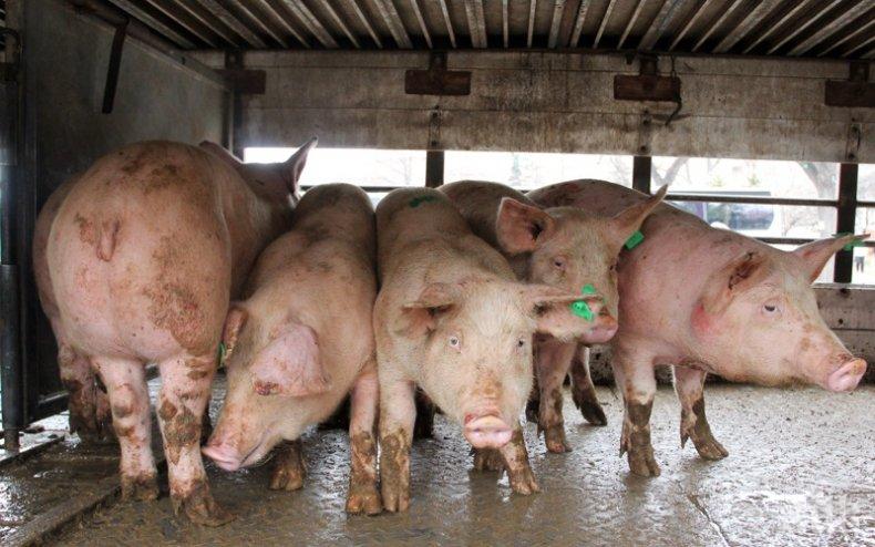 В три области удължават бедственото положение заради чумата по свинете