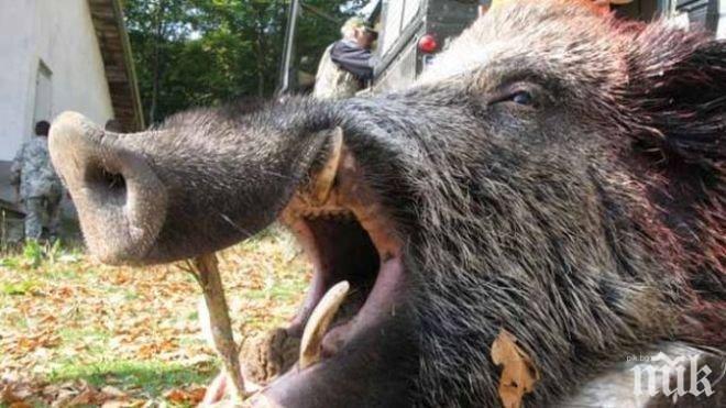 ЗАРАДИ ЧУМАТА: 150 лева премия за всеки ловец, открил труп на дива свиня