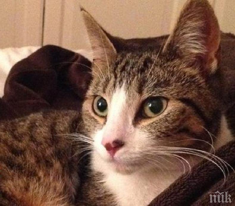 Домашна котка спаси стопаните си от кралски питон