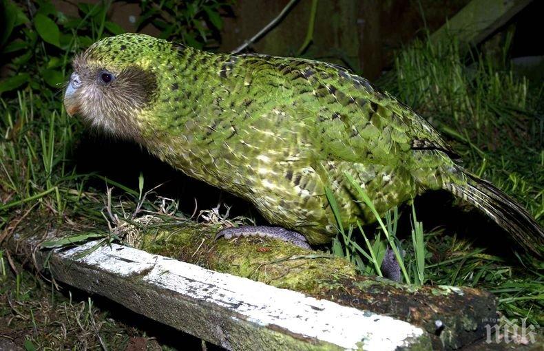 Учени откриха останки от огромен папагал, обитавал Нова Зеландия