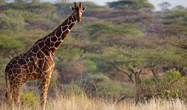 КУЛТОВО ИЗПЪЛНЕНИЕ: Пиян казахстанец язди жираф в зоопарк, после офейка