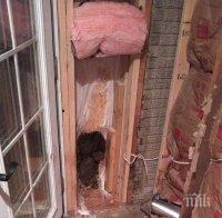 Мечка нахлу в къща в САЩ и разби стена, за да си проправи път навън (СНИМКА)