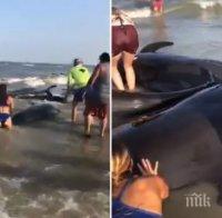 ПОХВАЛНО: Жители на Перу спасиха заседнал на сушата кит (ВИДЕО)