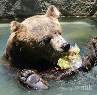 КЕФ В ЖЕГАТА: Мечките от зоопарка в Добрич минаха на сладолед