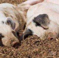 Северна Македония забрани вноса на свинско от Сърбия