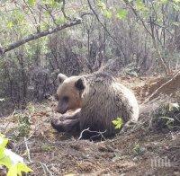 Осъдиха на разстрел мечка, изровила гроб Осъдиха на разстрел мечка, изровила гроб