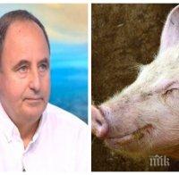 ГОРЕЩА ТЕМА: Зам.-министър с добра новина за чумата по свинете - заразата е овладяна, кметове отнасят глоби заради саботаж
