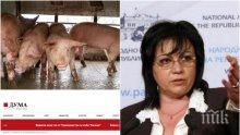СКАНДАЛ: Официозът на БСП буни държавата с фалшиви новини за протести заради африканската чума