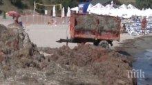 В Сарафово връщат обратно в морето изхвърлени водорасли