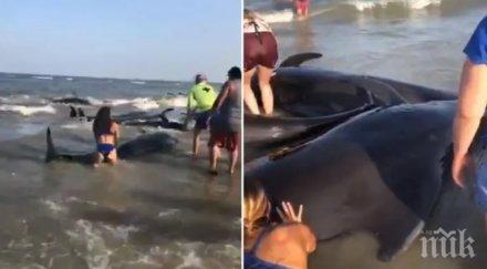 похвално жители перу спасиха заседнал сушата кит видео