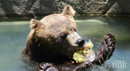 кеф жегата мечките зоопарка добрич минаха сладолед